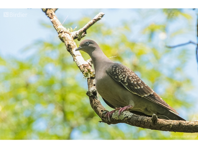Spot-winged Pigeon