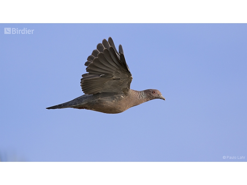 Picazuro Pigeon