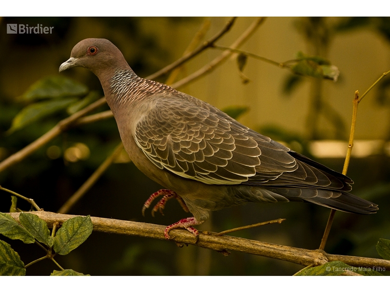 Picazuro Pigeon