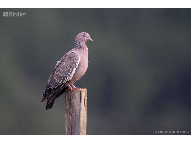 Picazuro Pigeon