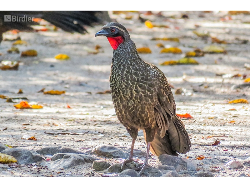 Rusty-margined Guan