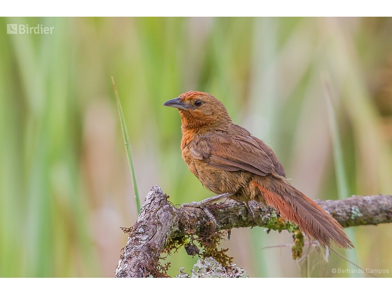 Orange-breasted Thornbird