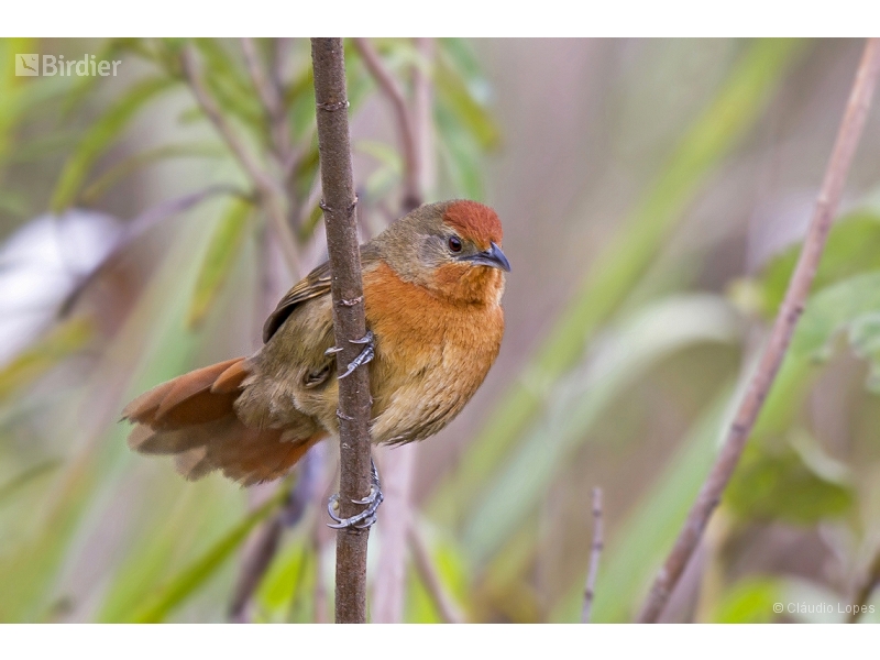 Orange-breasted Thornbird