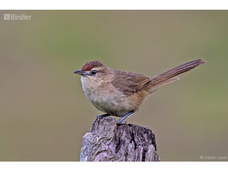 Rufous-fronted Thornbird