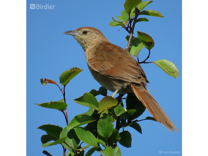 Freckle-breasted Thornbird