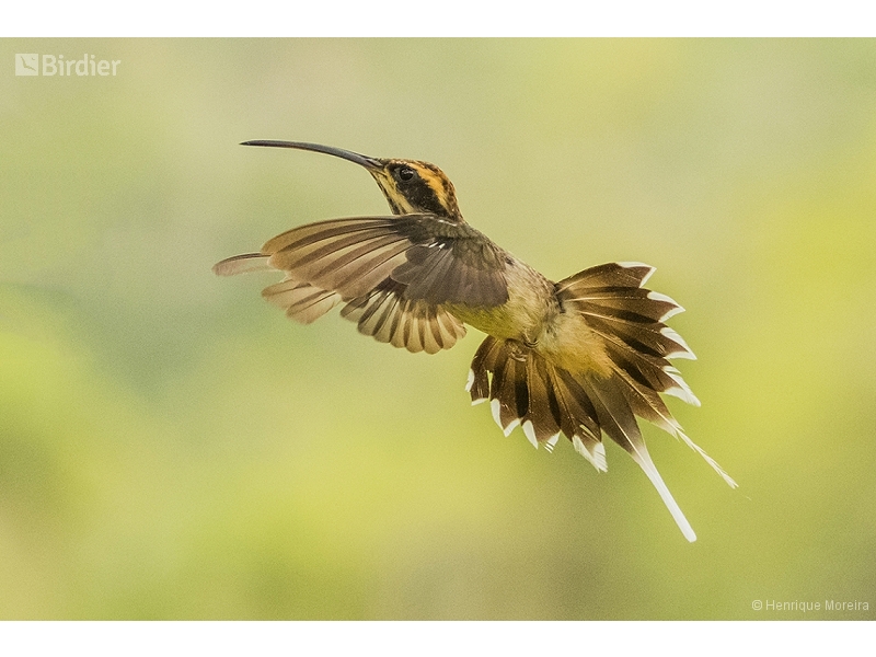 Scale-throated Hermit