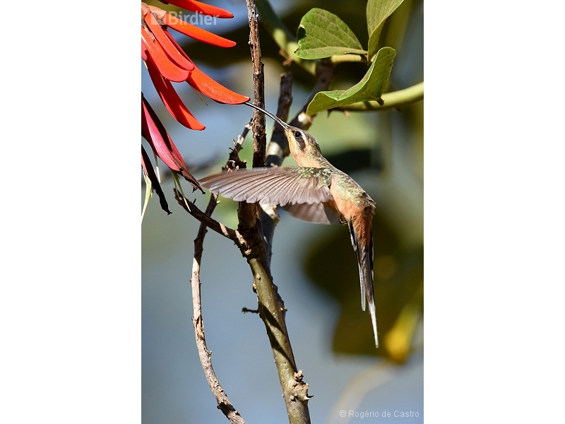 Planalto Hermit