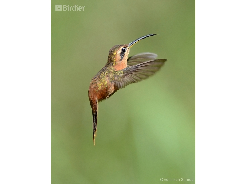 Reddish Hermit