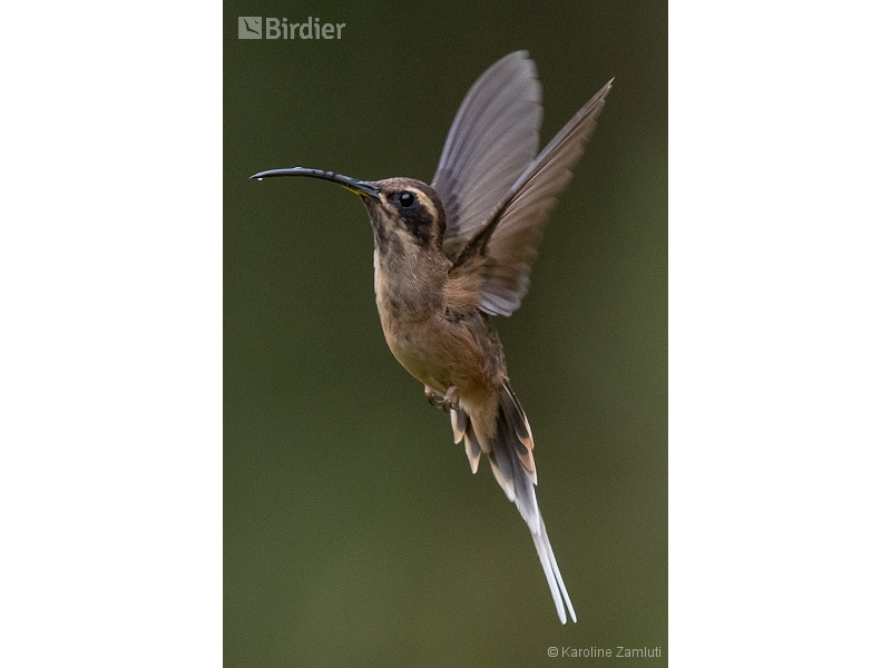 Dusky-throated Hermit