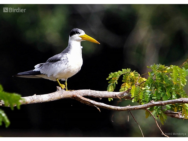 Large-billed Tern