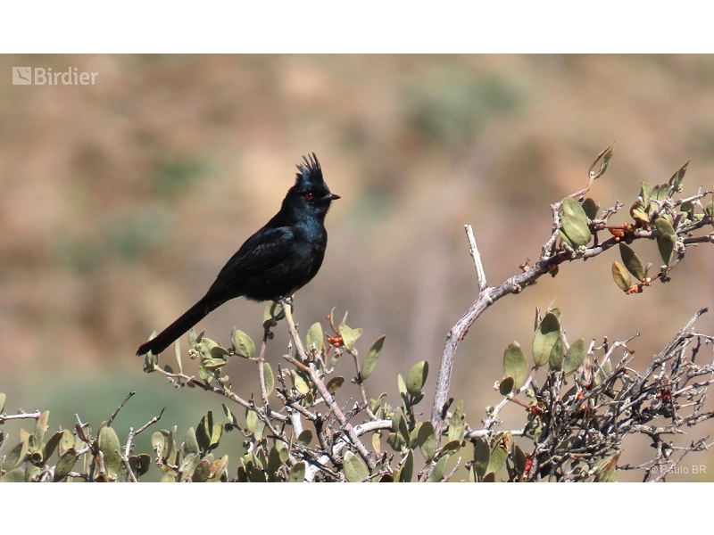 Phainopepla