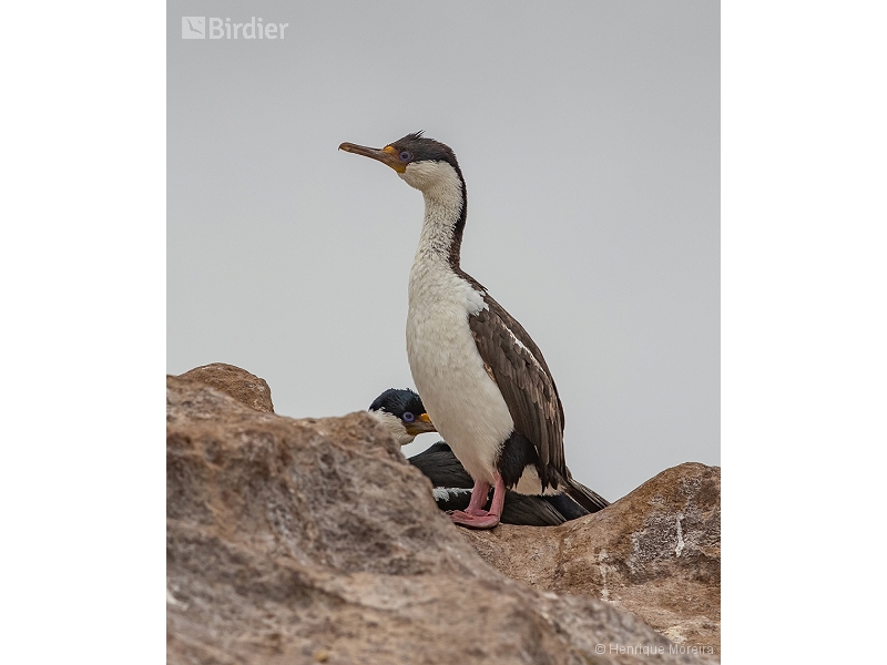 Imperial Shag