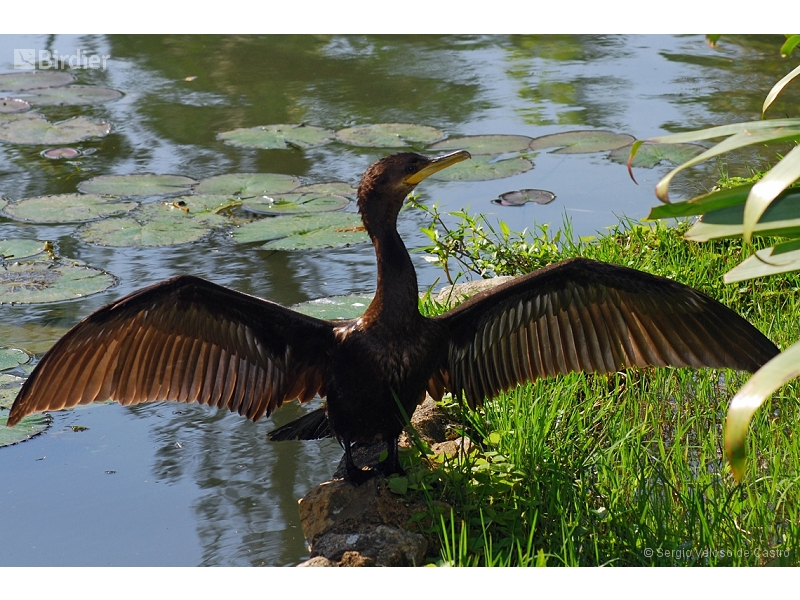 Neotropic Cormorant