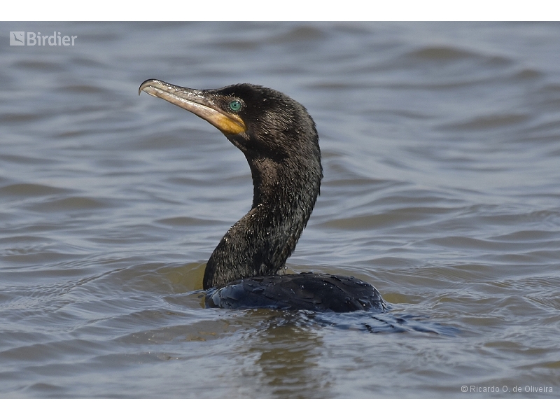 Neotropic Cormorant
