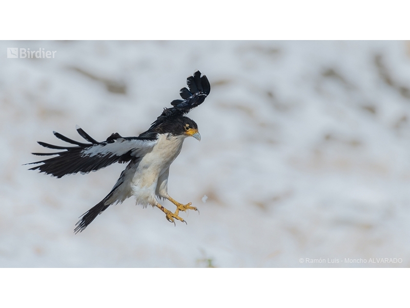 White-throated Caracara