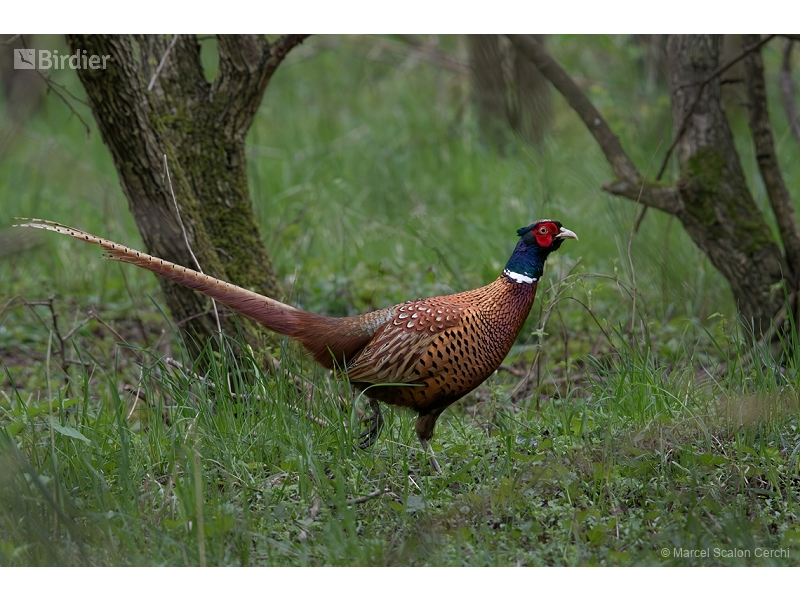Common Pheasant