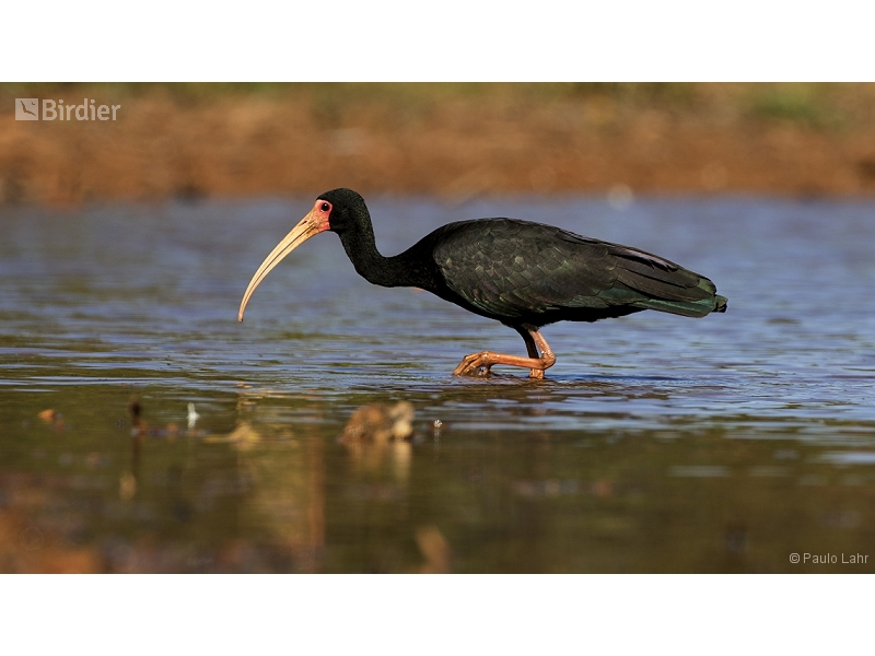Bare-faced Ibis