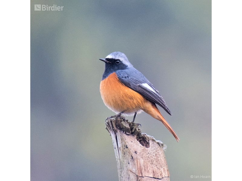 Hodgson's Redstart