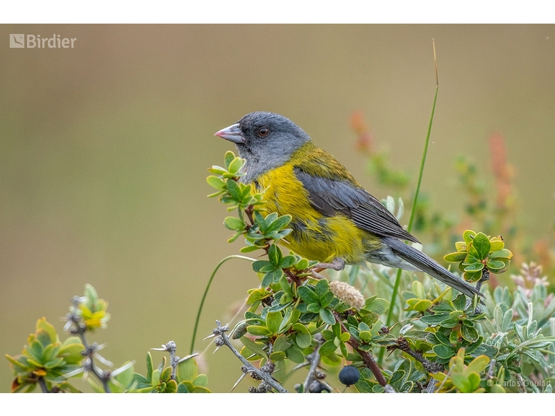 Grey-hooded Sierra Finch