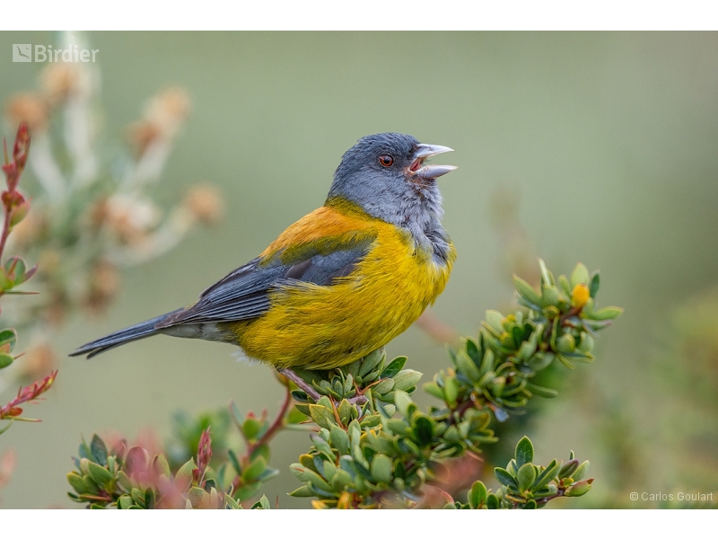 Patagonian Sierra Finch
