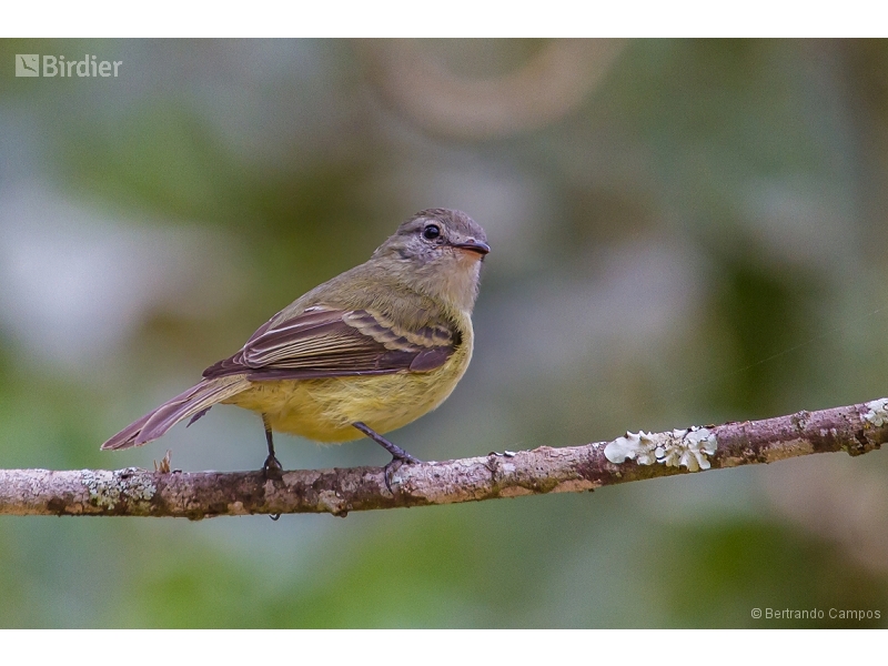 Planalto Tyrannulet