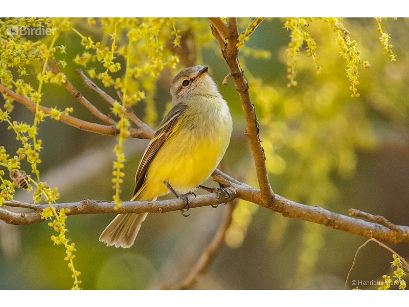 Planalto Tyrannulet