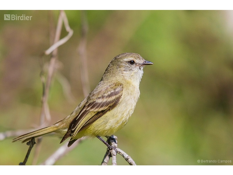 Planalto Tyrannulet