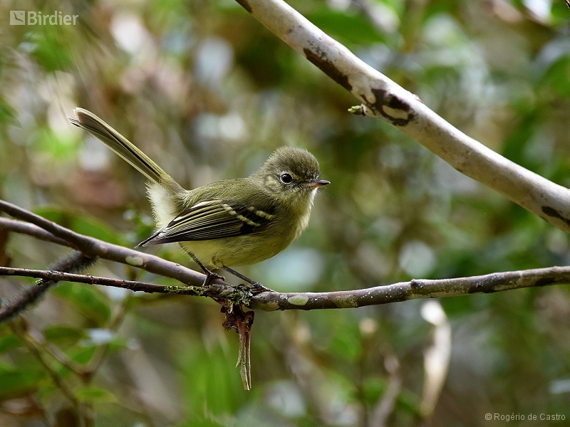 Mottle-cheeked Tyrannulet