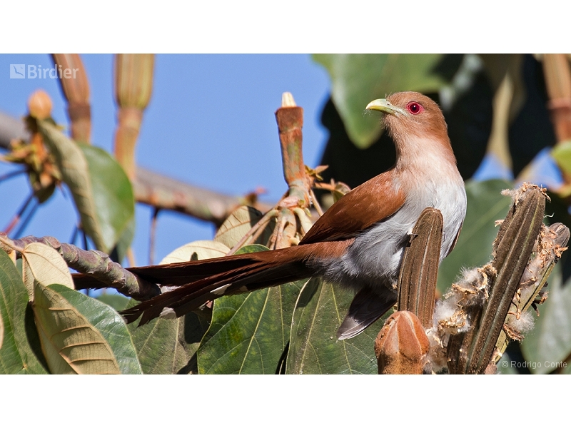 Common Squirrel Cuckoo