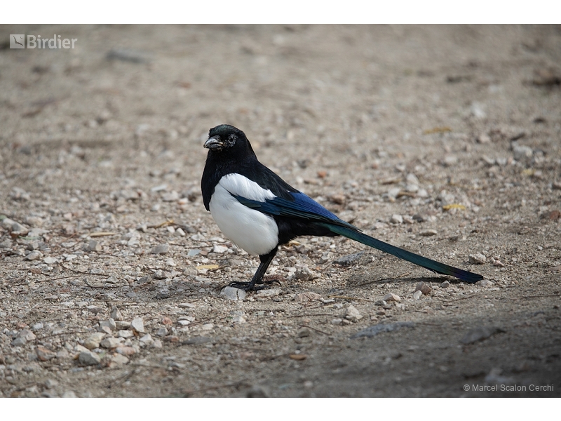 Eurasian Magpie