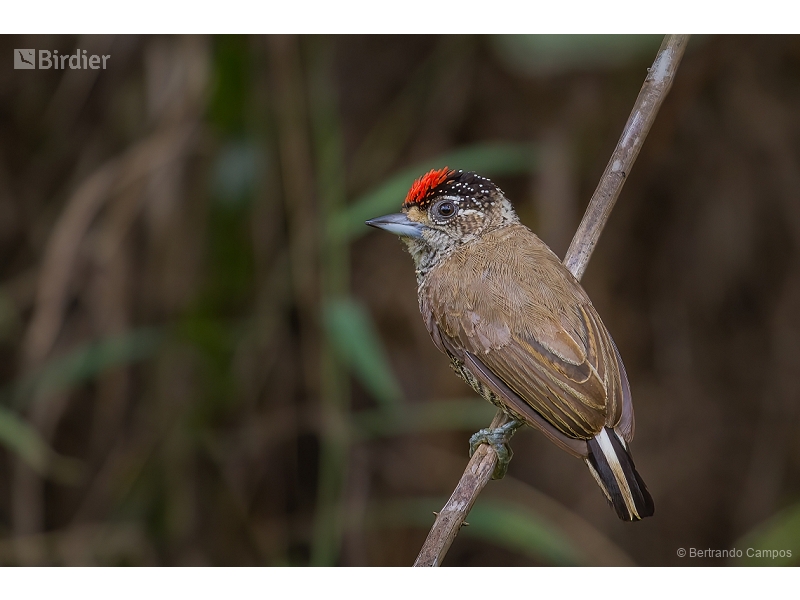 White-barred Piculet