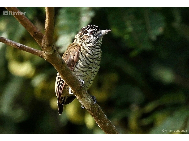 Lafresnaye's Piculet