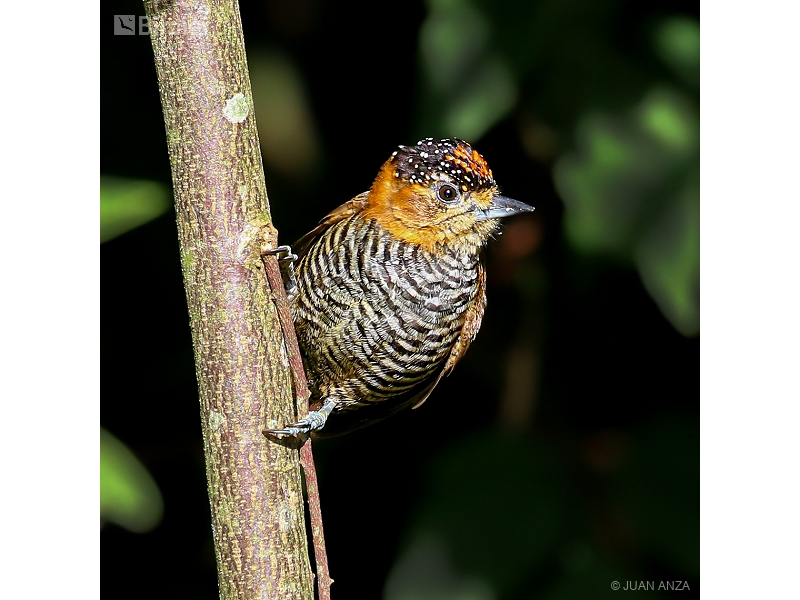 Ochre-collared Piculet