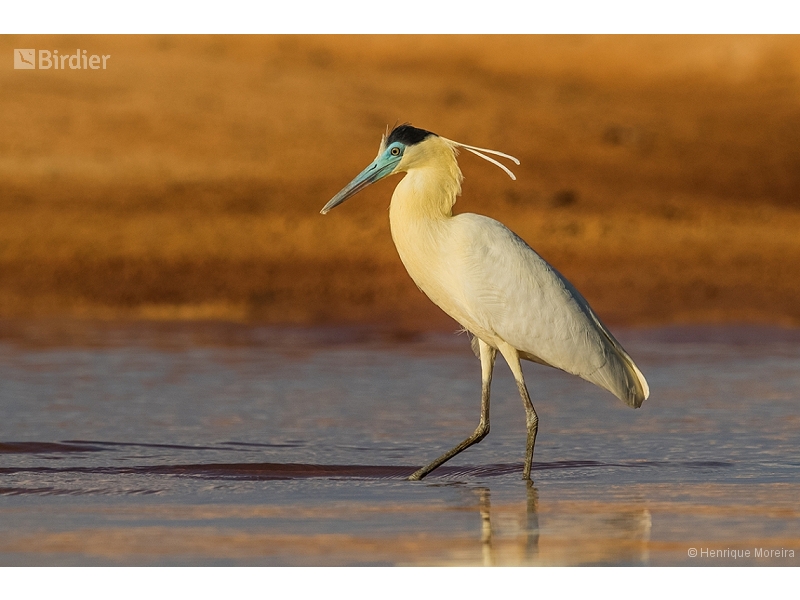 Capped Heron
