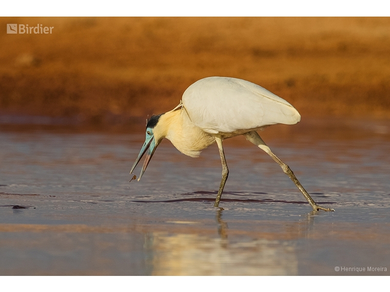 Capped Heron