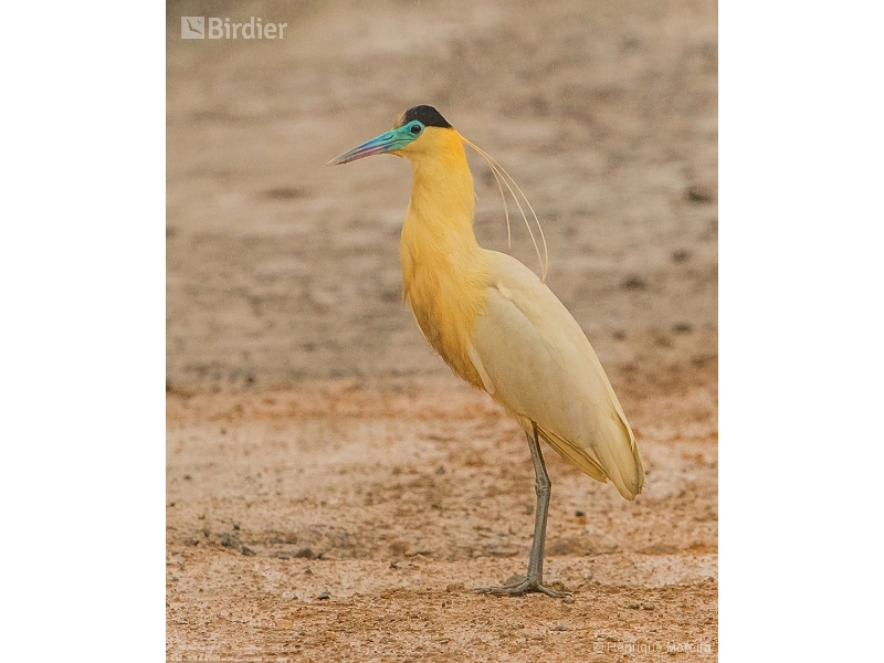 Capped Heron