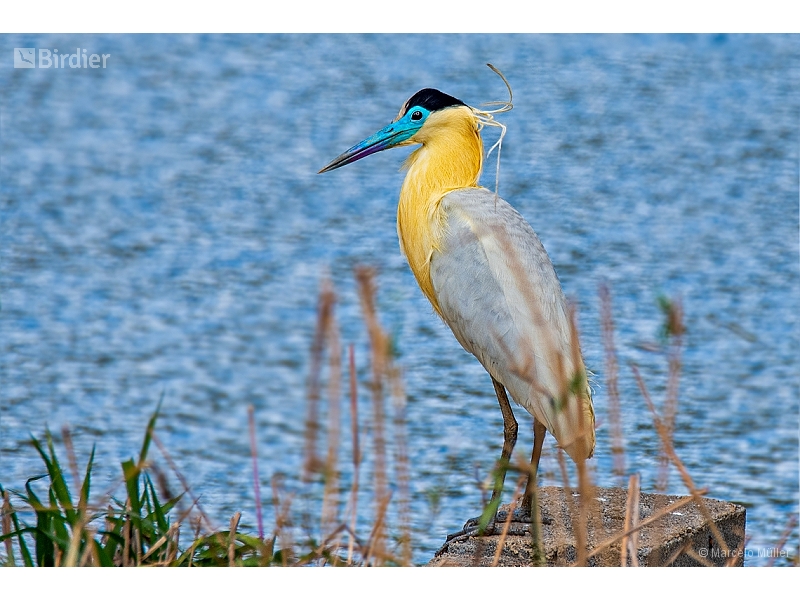Capped Heron