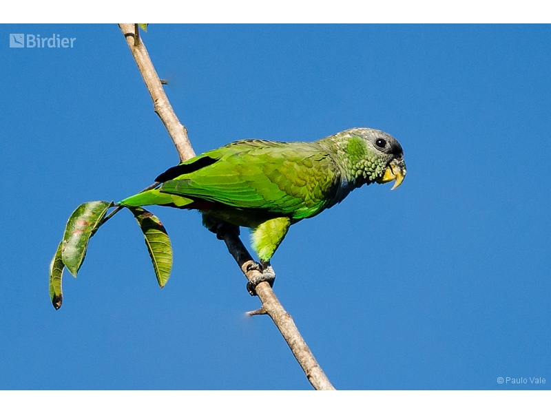 Scaly-headed Parrot