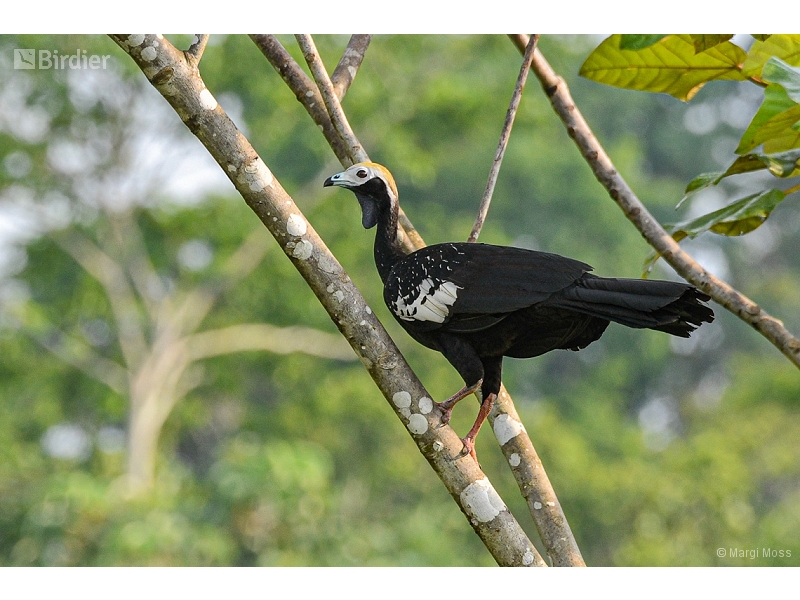 Blue-throated Piping Guan