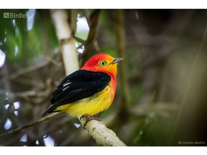 Band-tailed Manakin