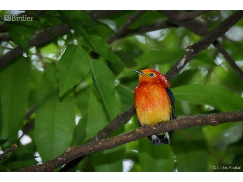 Band-tailed Manakin