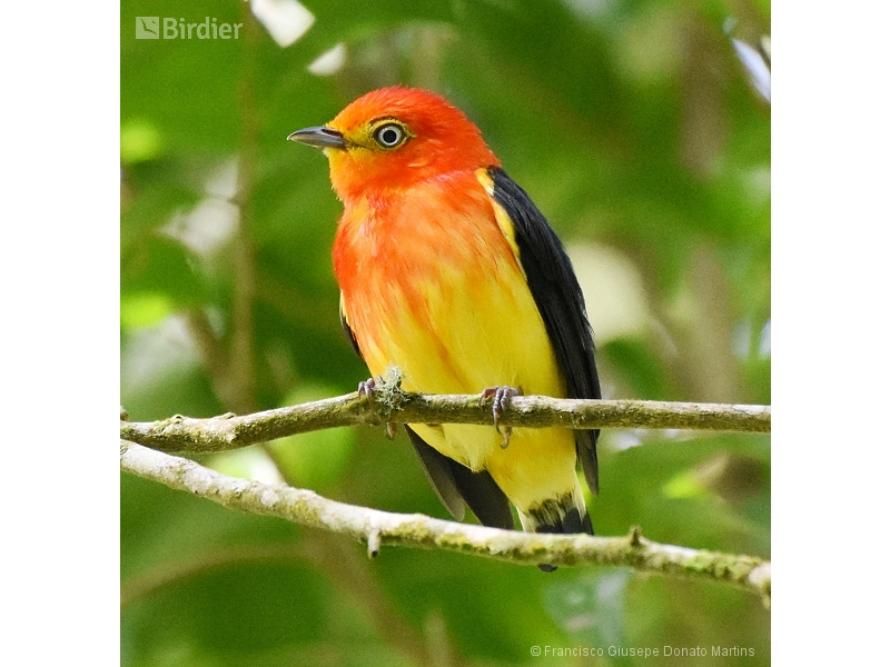 Band-tailed Manakin