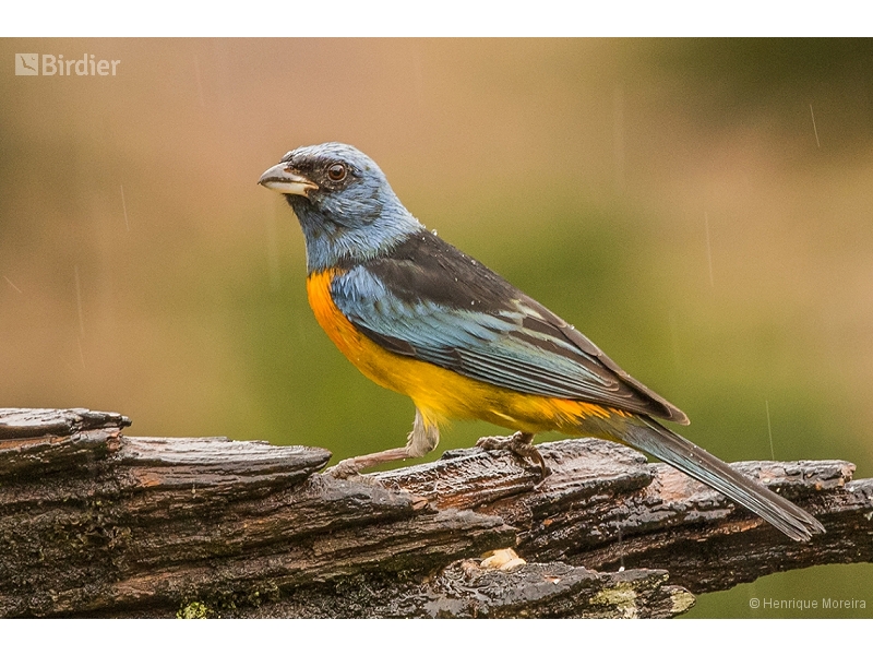 Blue-and-yellow Tanager