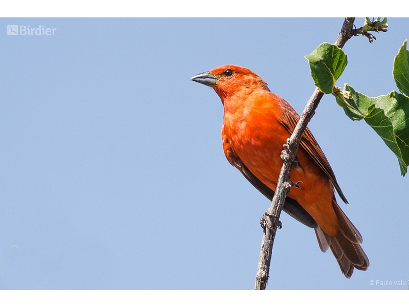 Hepatic Tanager