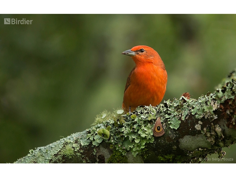Hepatic Tanager