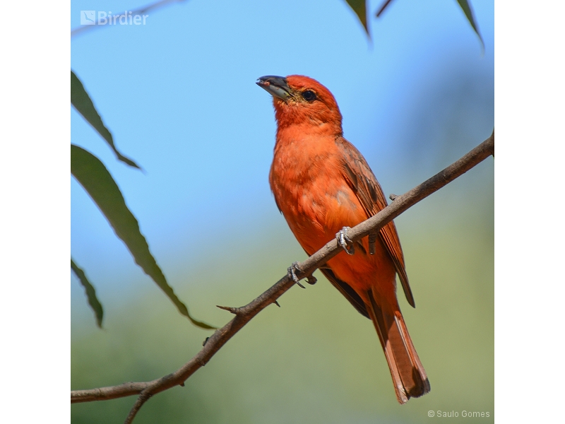 Hepatic Tanager