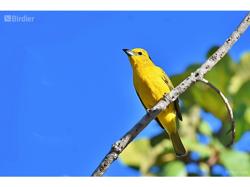 Hepatic Tanager