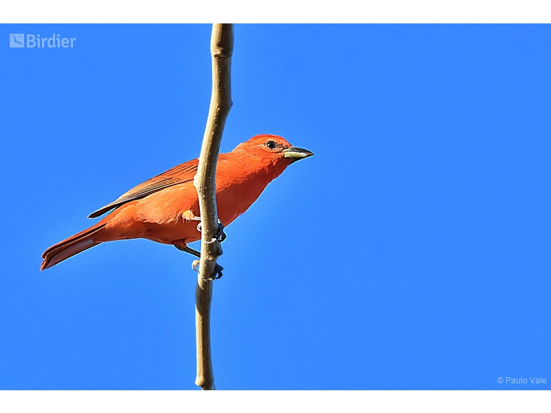 Hepatic Tanager