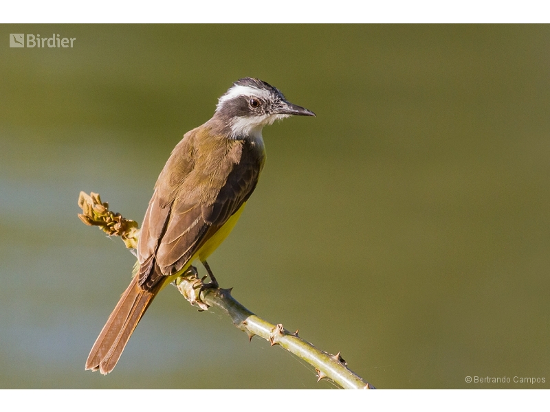Lesser Kiskadee