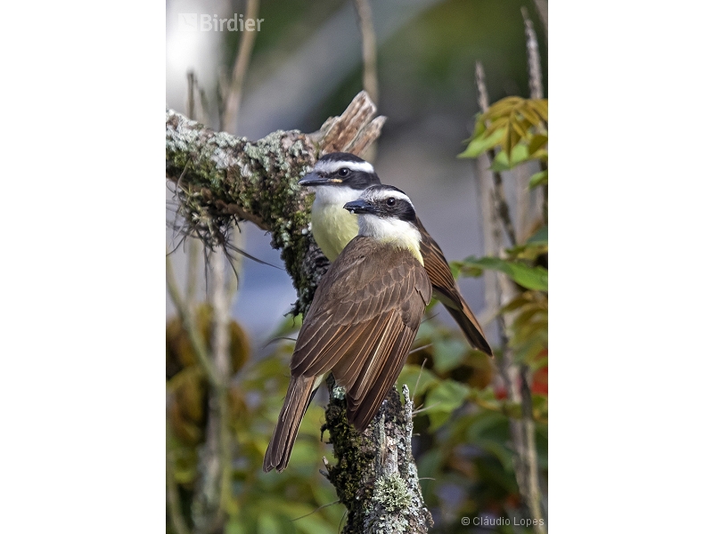 Great Kiskadee
